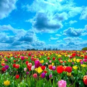 Meet your Posher, Joy